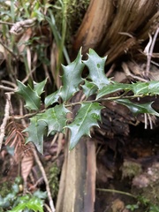 Ilex colchica