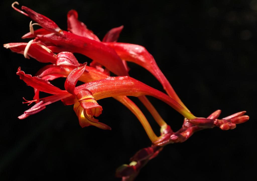 Painted Montbretia