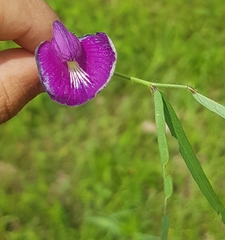 Centrosema pascuorum