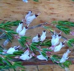 Erica fuscescens