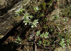 Scleranthus perennis