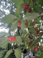 Cornus officinalis