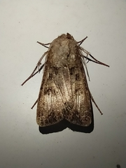 Agrotis segetum