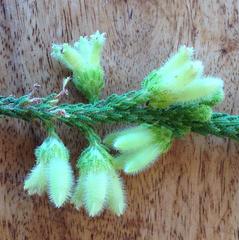 Erica sparrmanni