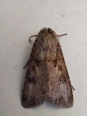 Agrotis segetum