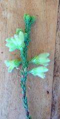 Erica sparrmanni