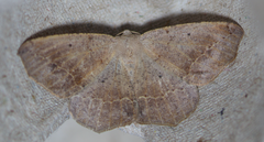 Prochoerodes forficaria