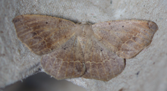 Prochoerodes forficaria