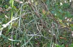 Cynanchum viminale viminale