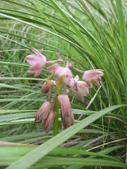 Eulophia aculeata huttonii