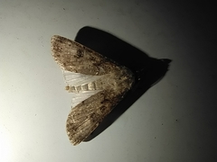Agrotis segetum