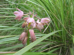 Eulophia aculeata huttonii