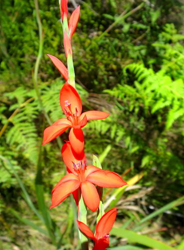 Longkloof Watsonia (Watsonia elsiae)