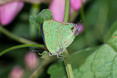Cyanophrys miserabilis