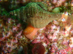 Africofusus ocelliferus