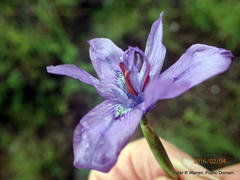 Moraea inclinata