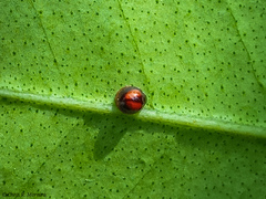 Pentilia chelsea