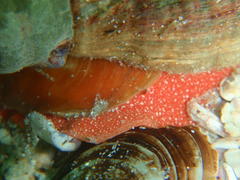 Africofusus ocelliferus