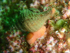 Africofusus ocelliferus