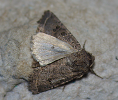 Protorthodes melanopis