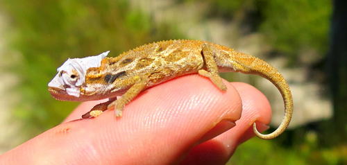 Bradypodion barbatulum