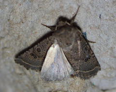 Protorthodes melanopis