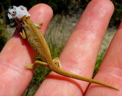 Bradypodion barbatulum