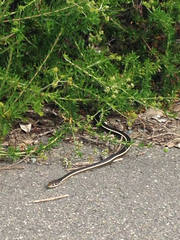 Masticophis lateralis lateralis