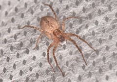 Anyphaena alboirrorata