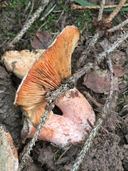 Lactarius deterrimus