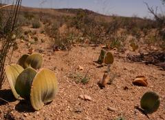 Eriospermum attenuatum