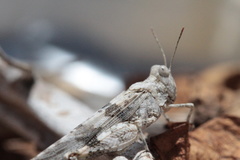 Sphingonotus haitensis