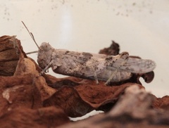 Sphingonotus haitensis