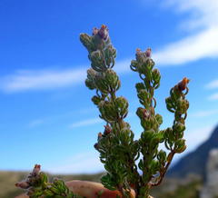 Erica oreotragus