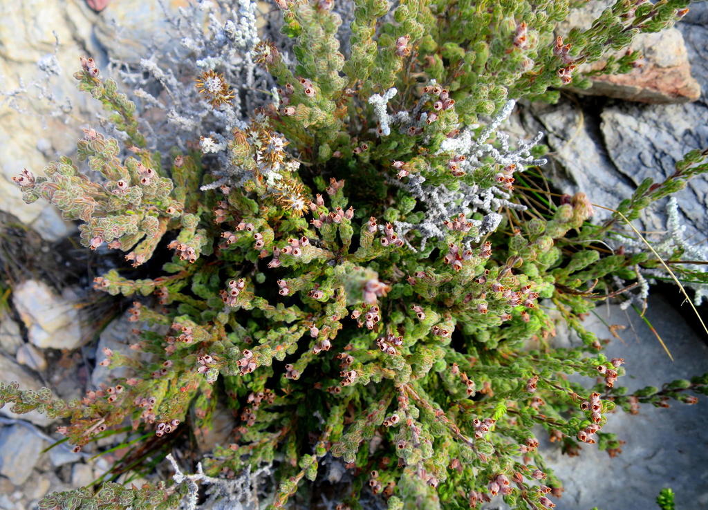 Erica esterhuyseniae