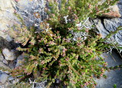 Erica oreotragus