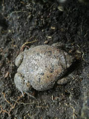 Hypopachus variolosus