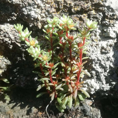 Sedum meyranianum