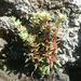 Sedum meyranianum - Photo (c) Omar Rentería Martín, some rights reserved (CC BY-NC), uploaded by Omar Rentería Martín