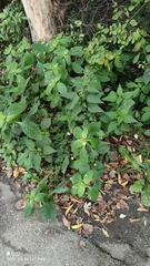 Impatiens parviflora