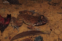 Limnonectes conspicillatus