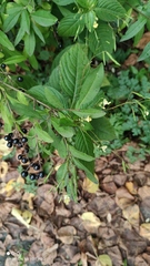 Impatiens parviflora