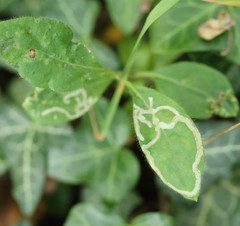 Phytomyza aprilina