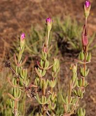 Lampranthus gracilipes