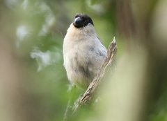 Pyrrhula murina