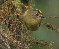 Regulus regulus azoricus