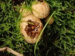 Nidularia deformis