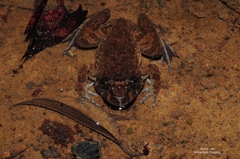 Limnonectes conspicillatus