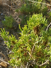Varilla texana