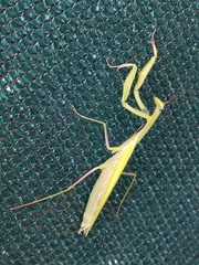 Mantis religiosa